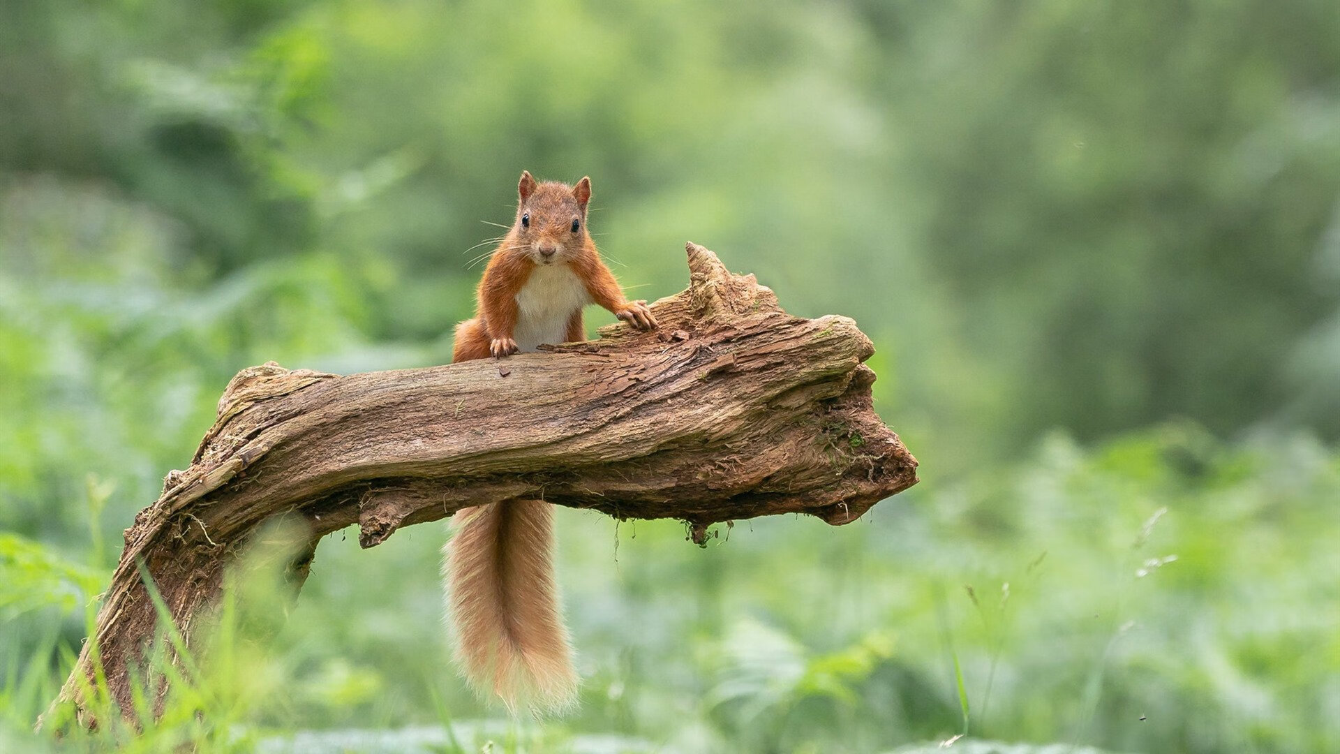 未来智能场馆：虚拟互动和“云观赛”全面升级！，未来云智能科技有限公司