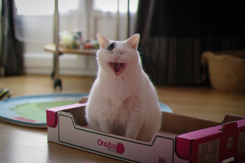 未来欧冠“王者之师”排行榜,谁能走到最后?,欧冠之王是谁