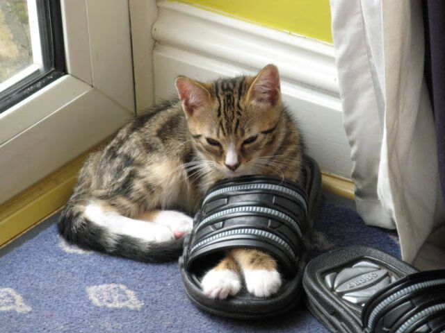 未来科技:虚拟实境同步直播引领新体验,未来的虚拟