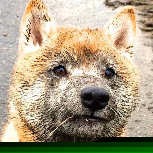 足球赛事“+”产业链延伸，推动文化旅游发展，足球体育产业方案