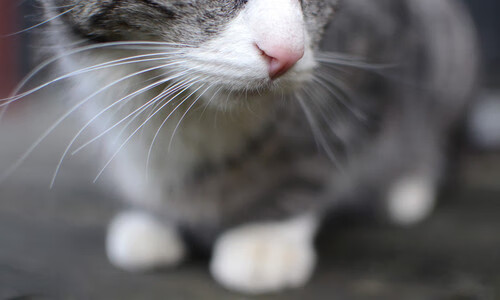 亚洲篮球冠军难题：韩国男篮宣布新教练团队加盟，韩国男篮队员