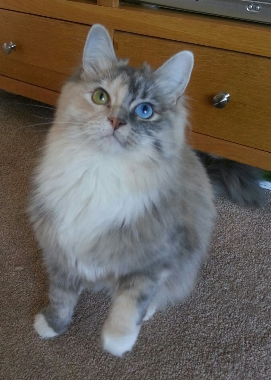 北美赛区成绩引发舆论讨论，北美赛区冠军