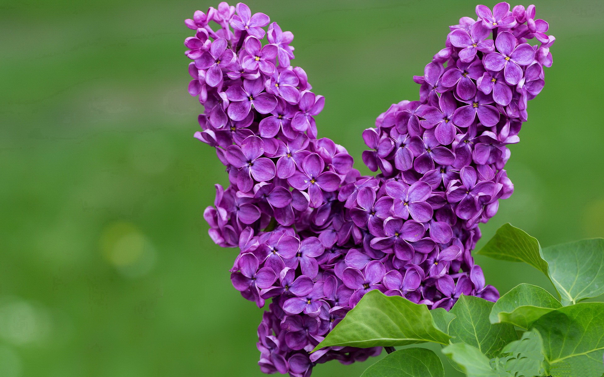 华尔夫迪圣奥斯定斩杀绝杀球，球迷沸腾