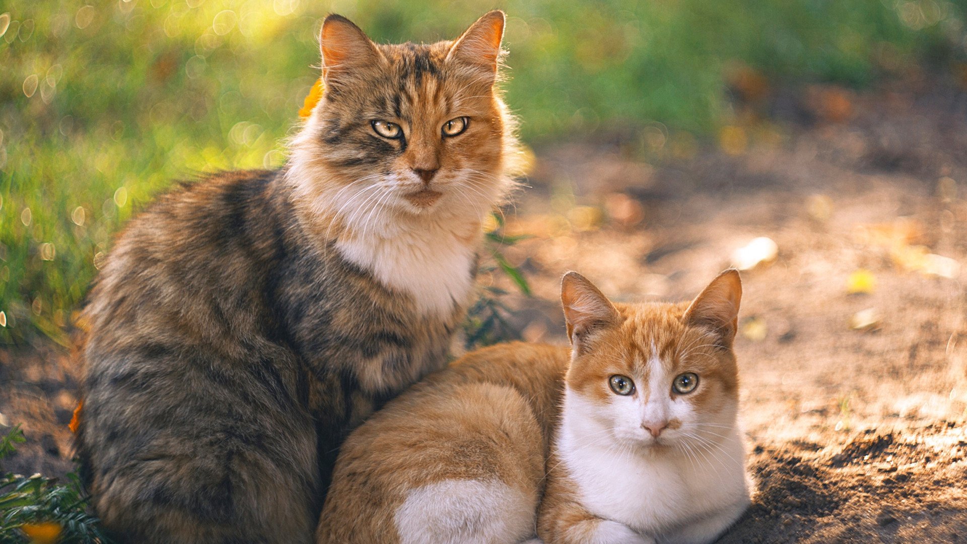 图恩是否具备青年军体系建构潜力，图恩格合法吗