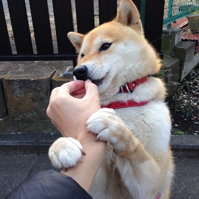 九游网游官网-Chinese Taipei在国际舞台上的未来发展潜力，chinese of taipei