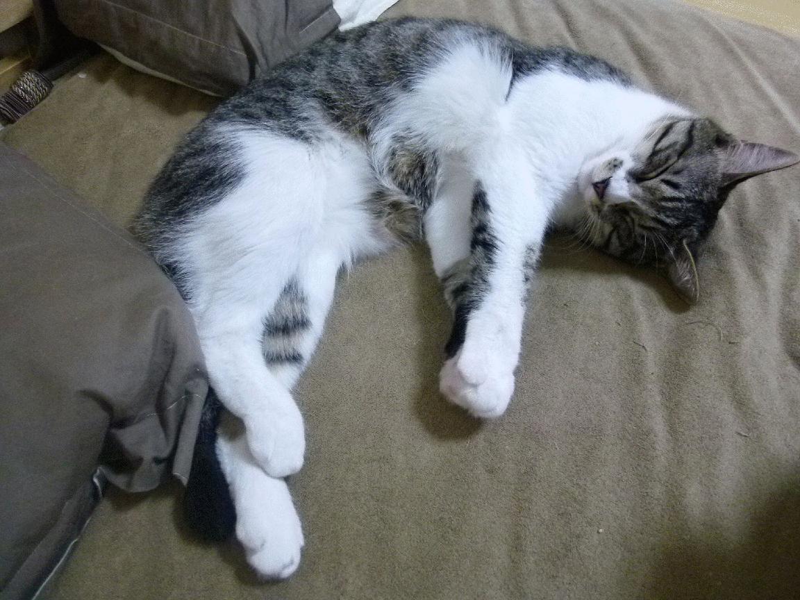 乒乓球战术组合模型实现智能分析匹配，乒乓球组合技术