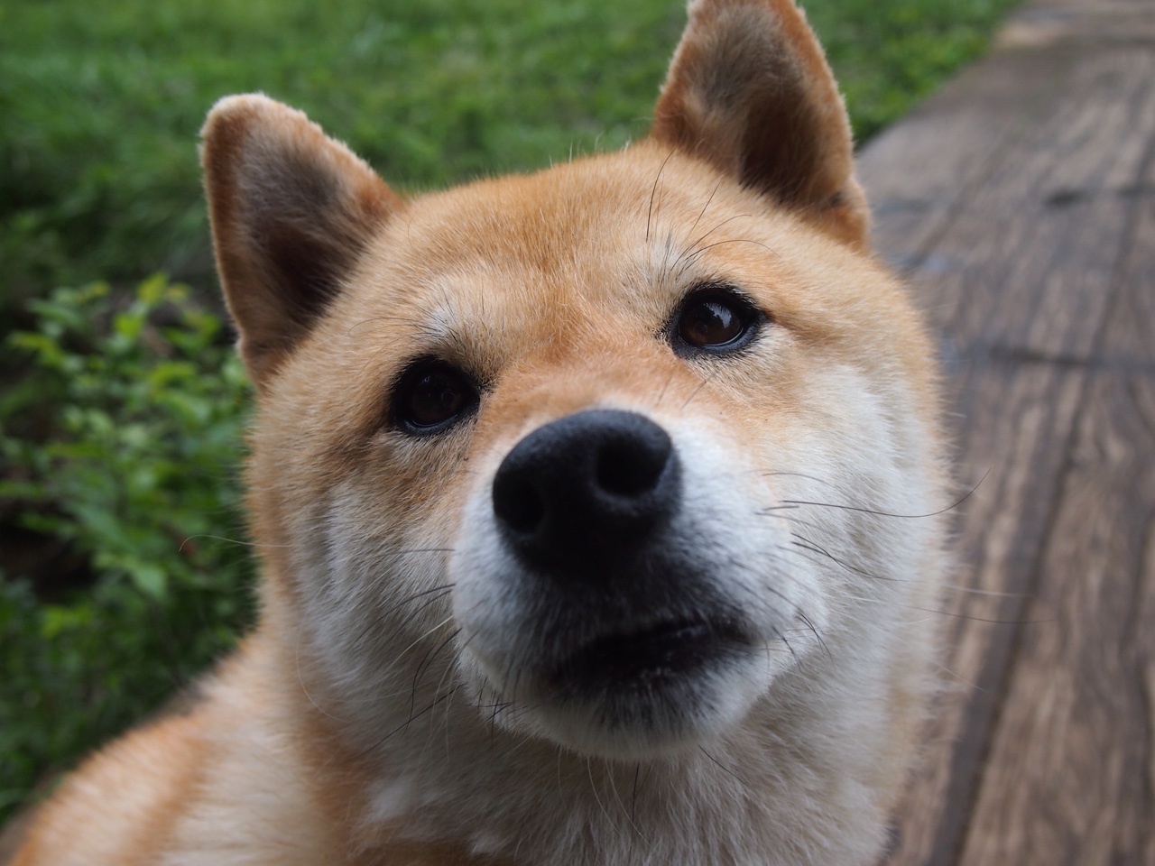 九游娱乐官网 (jiuyou)-五大联赛是否调整锋线配置以适配密集防线站位，五大联赛前锋