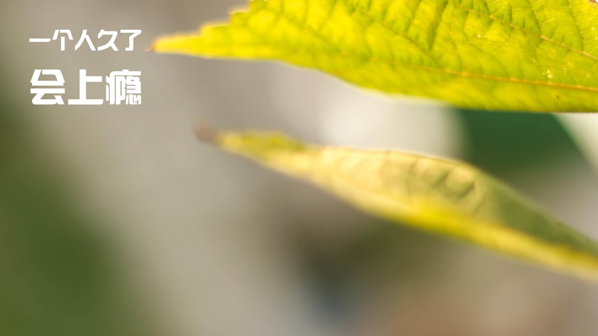 全国滑板街式挑战赛决出年度冠军，街头滑板比赛规则