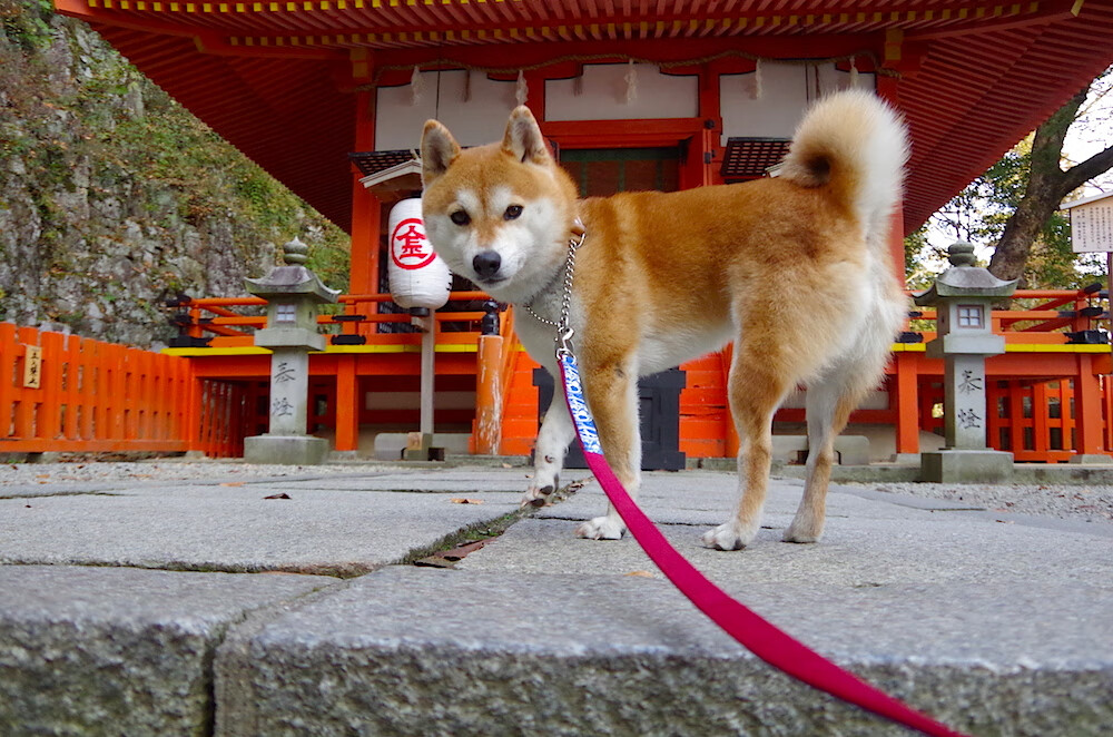 九游网页版官网-新西兰全黑队的比赛节奏由速度与精准推动，新西兰全黑队宣传视频