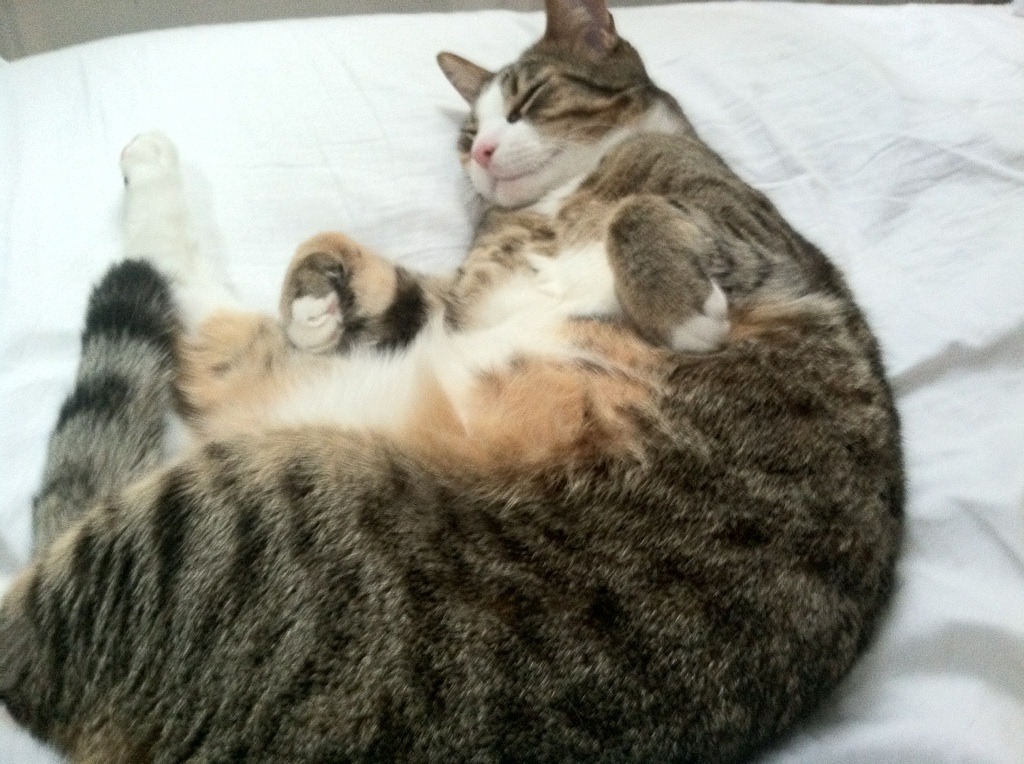 西甲传奇再临：超级明星的巅峰表现！，西甲明星球员名单