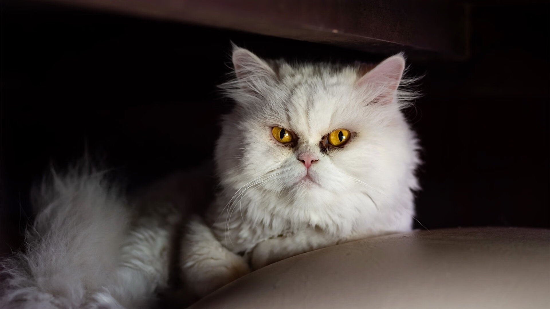 九游娱乐官网 (jiuyou)-跳水成绩仅次于中国，跻身世界第二，跳水第几名