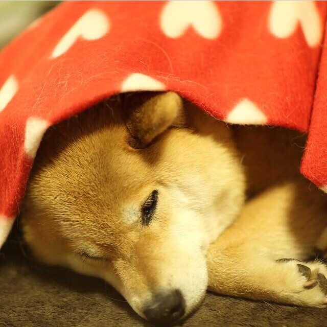 九游-阿森纳青训实力持续提升，未来之星纷纷成长